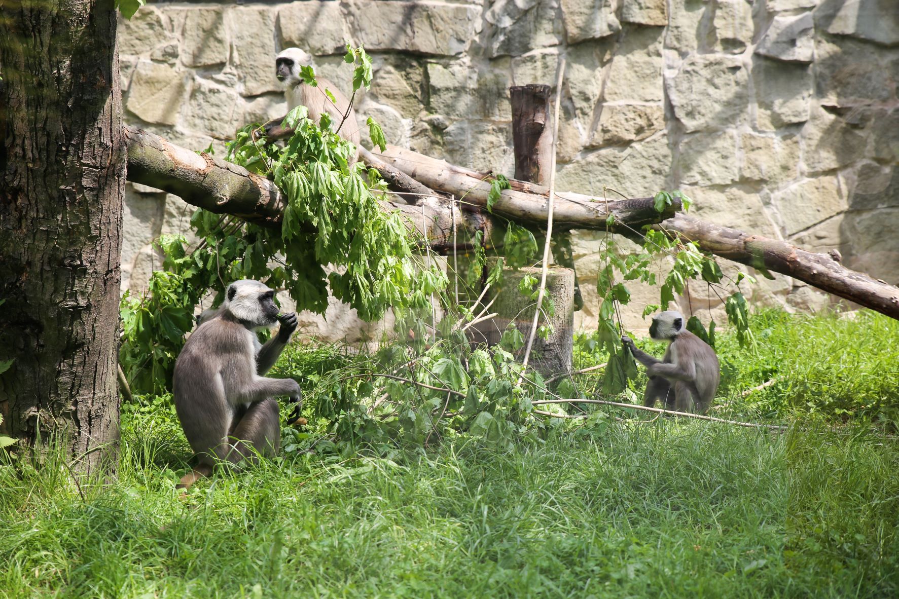 Hulmani posvátní z chorzowské zoo. Foto: Slezská zoologická zahrada Chorzow